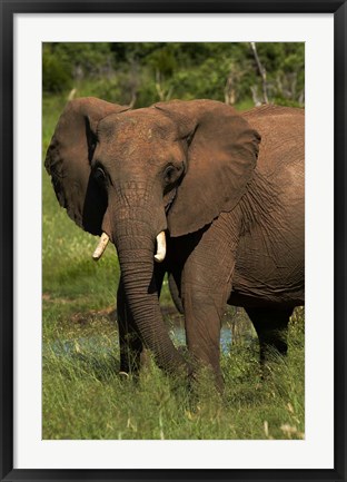 Framed Elephant, Hwange NP, Zimbabwe, Africa Print