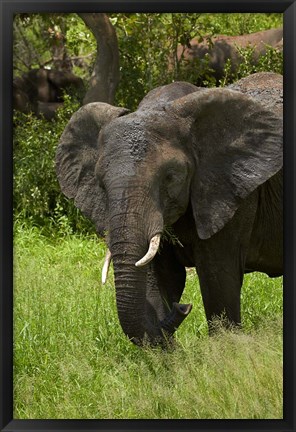 Framed Elephant, Kruger NP, South Africa Print