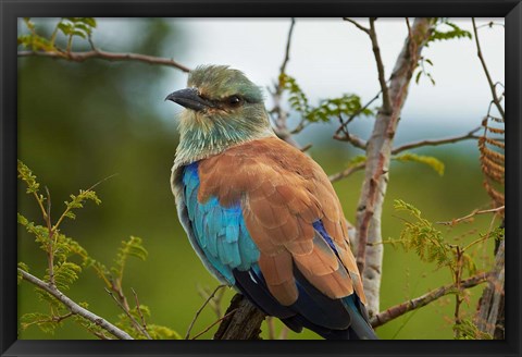 Framed European Roller, Kruger National Park, South Africa Print