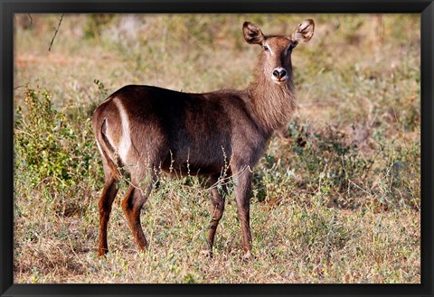 Framed Female Ellipsen Waterbuck of East Africa, Meru, Kenya Print