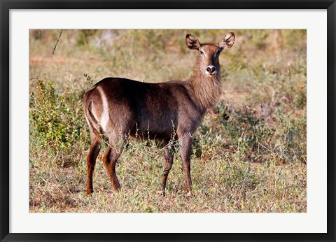 Framed Female Ellipsen Waterbuck of East Africa, Meru, Kenya Print