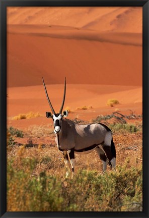 Framed Gemsbok and sand dunes, Namib-Naukluft National Park, Namibia Print