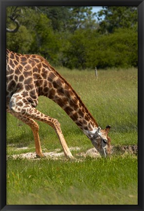 Framed Giraffe drinking, Giraffa camelopardalis, Hwange NP, Zimbabwe, Africa Print