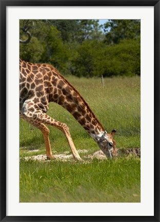 Framed Giraffe drinking, Giraffa camelopardalis, Hwange NP, Zimbabwe, Africa Print