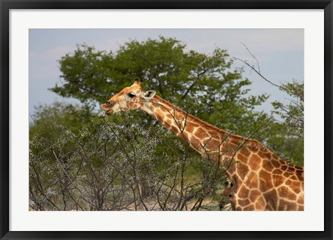 Framed Giraffe, Namibia Print