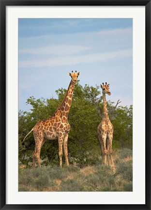 Framed Giraffe, Etosha National Park, Namibia Print