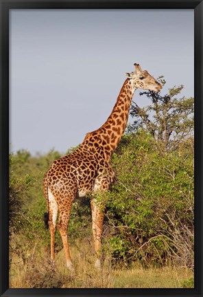 Framed Giraffe, Giraffa camelopardalis, Maasai Mara wildlife Reserve, Kenya. Print