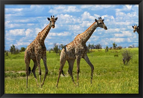 Framed Giraffe, Nxai Pan National Park, Botswana, Africa Print