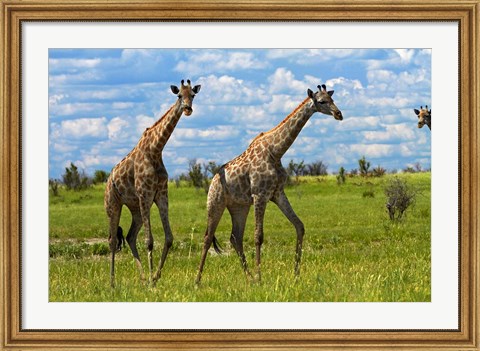 Framed Giraffe, Nxai Pan National Park, Botswana, Africa Print