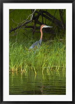 Framed Goliath Heron along the Zambezi River, Zimbabwe, Africa Print