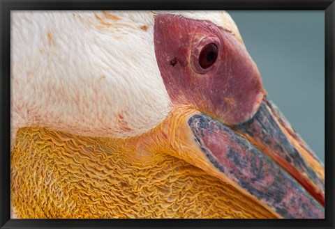 Framed Great White Pelican, Walvis Bay, Namibia Print