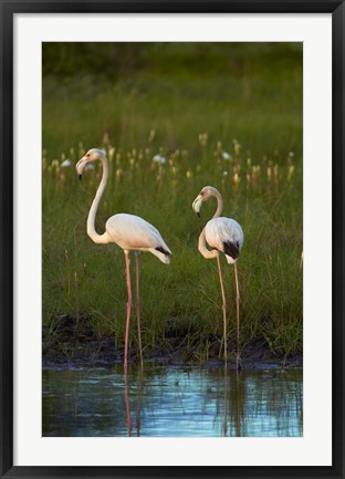 Framed Greater Flamingoes, Nyae Nyae Conservancy, near Tsumkwe, Namibia Print