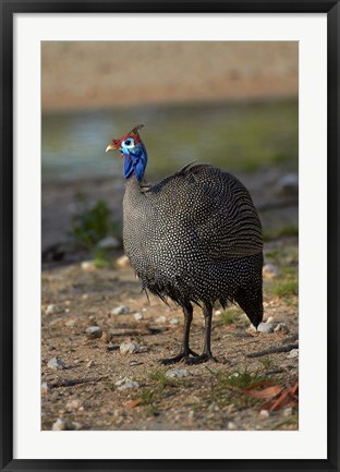 Framed Helmeted Guineafowl Numida meleagris, Etosha NP, Namibia, Africa. Print