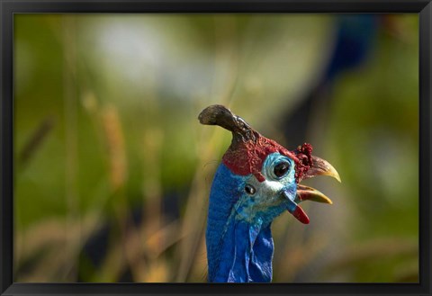 Framed Helmeted Guineafowl, Etosha National Park, Namibia Print