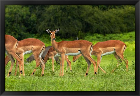 Framed Herd of Impala, by Chobe River, Chobe NP, Kasane, Botswana, Africa Print