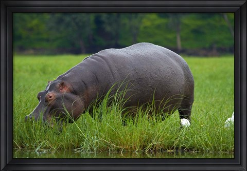 Framed Hippo and Cattle Egret by Chobe River, Chobe NP, Botswana, Africa Print