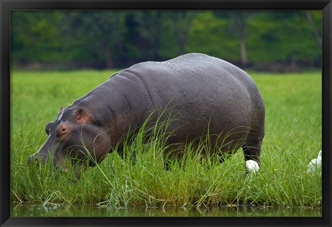 Framed Hippo and Cattle Egret by Chobe River, Chobe NP, Botswana, Africa Print