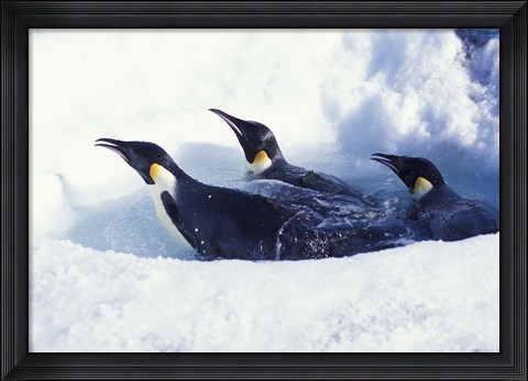 Framed Emperor Penguins in Dive Hole, Antarctica Print