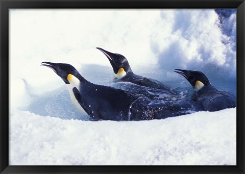 Framed Emperor Penguins in Dive Hole, Antarctica Print