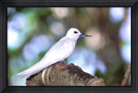 Framed Fairy Tern, Aride Island, Seychelles, Africa Print