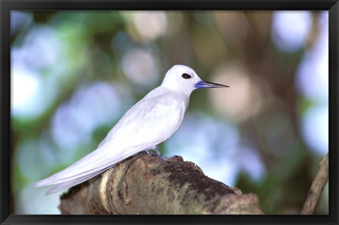 Framed Fairy Tern, Aride Island, Seychelles, Africa Print