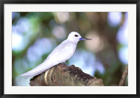 Framed Fairy Tern, Aride Island, Seychelles, Africa Print