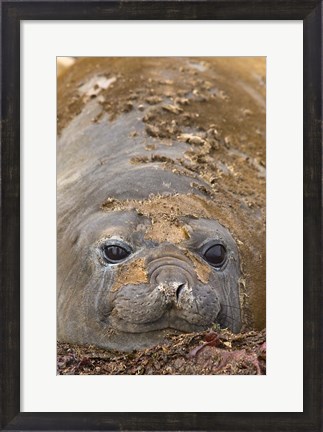 Framed Antarctica, Aitcho Island, Southern elephant seals Print