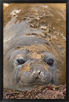 Framed Antarctica, Aitcho Island, Southern elephant seals Print