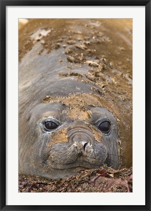 Framed Antarctica, Aitcho Island, Southern elephant seals Print