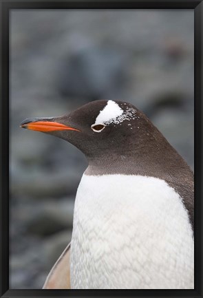 Framed Antarctica, Aitcho Islands, Gentoo penguin, beach Print