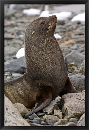 Framed Antarctica, Cuverville Island, Antarctic fur seal Print