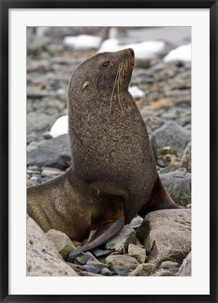 Framed Antarctica, Cuverville Island, Antarctic fur seal Print
