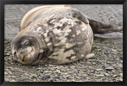 Framed Antarctica, King George Island, Weddell seal Print