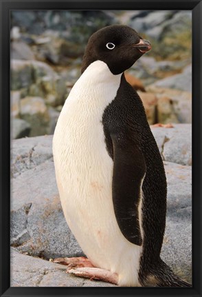 Framed Antarctica, Petermann Island. Adelie penguin Print