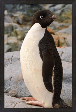 Framed Antarctica, Petermann Island. Adelie penguin Print