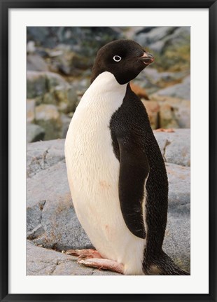 Framed Antarctica, Petermann Island. Adelie penguin Print