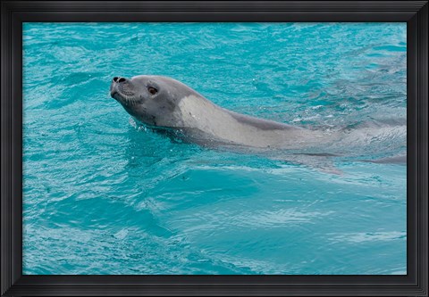 Framed Antarctica, Pleneau Island, Crabeater seal Print