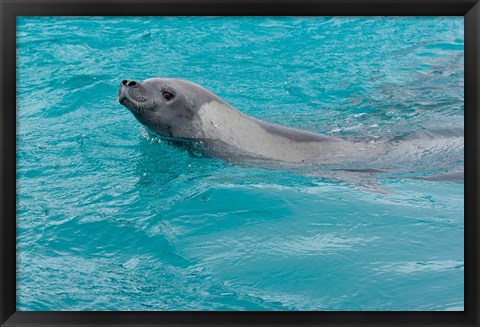 Framed Antarctica, Pleneau Island, Crabeater seal Print