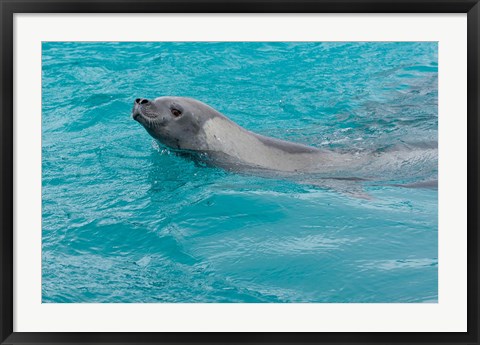 Framed Antarctica, Pleneau Island, Crabeater seal Print