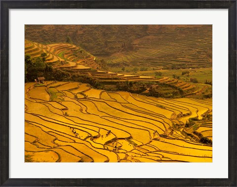 Framed Farmers Plant Rice, Luchun, Yunnan, China Print