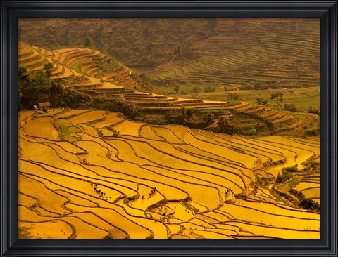 Framed Farmers Plant Rice, Luchun, Yunnan, China Print