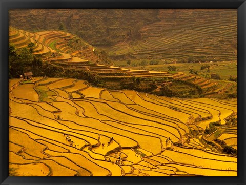 Framed Farmers Plant Rice, Luchun, Yunnan, China Print