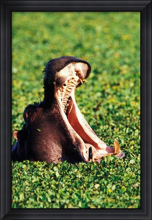 Framed Hippopotamus making a threat display, Masai Mara Game Reserve, Kenya Print