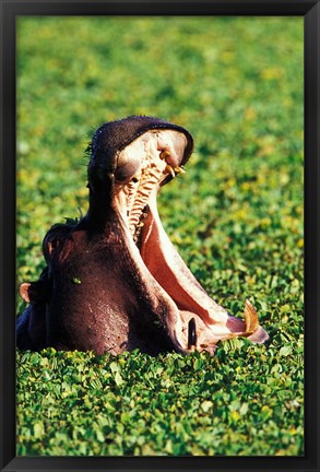 Framed Hippopotamus making a threat display, Masai Mara Game Reserve, Kenya Print