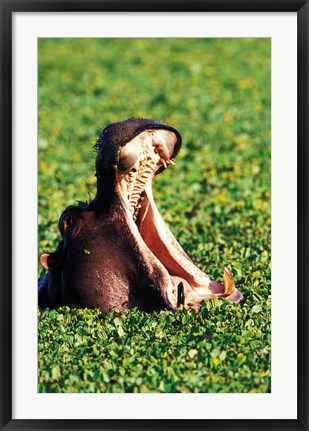 Framed Hippopotamus making a threat display, Masai Mara Game Reserve, Kenya Print