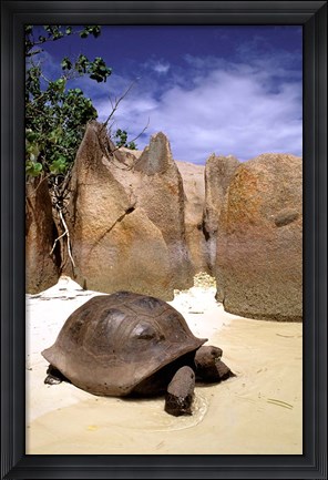 Framed Aldabran Giant Tortoise, Curieuse Island, Seychelles, Africa Print