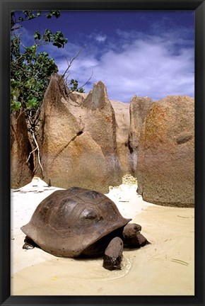 Framed Aldabran Giant Tortoise, Curieuse Island, Seychelles, Africa Print