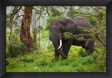 Framed African elephant, Ngorongoro Conservation Area, Tanzania Print