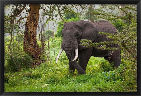 Framed African elephant, Ngorongoro Conservation Area, Tanzania Print