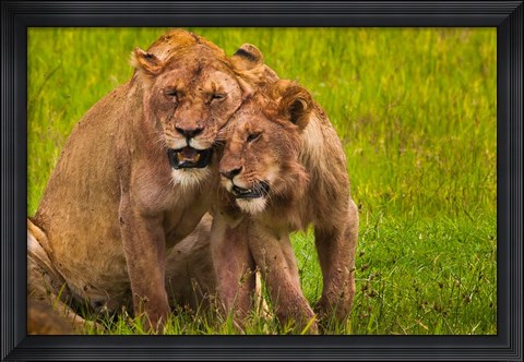 Framed African lions, Ngorongoro Conservation Area, Tanzania Print